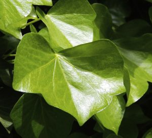 Psykolog i Gilleleje