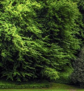 psykolog Østerbro & Frederiksberg