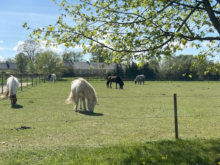 Psykolog Cecilie Stjernholm Skov Heste